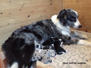 Mum and the pupies